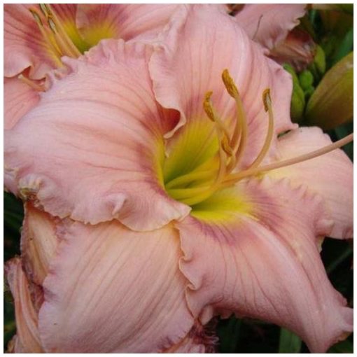 Hemerocallis Corithian Pink