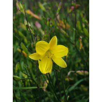 Sásliliom (Hemerocallis)