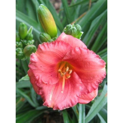 Hemerocallis Cosmopolitan - Sásliliom