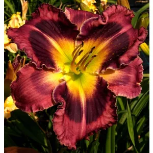 Hemerocallis Cranberry Star - Sásliliom