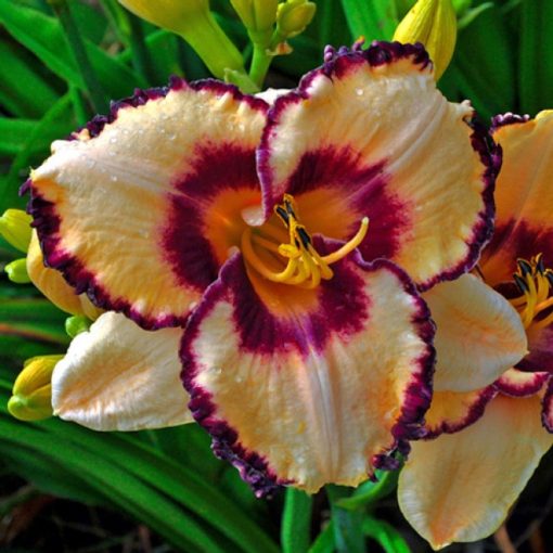 Hemerocallis Creative Vision - Sásliliom