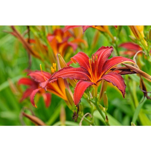 Hemerocallis Crimson Pirate - Sásliliom