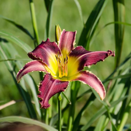 Hemerocallis Crossfire Hurricane - Sásliliom