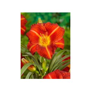 Hemerocallis Crown Fire