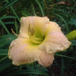 Hemerocallis Crystal Healing - Sásliliom