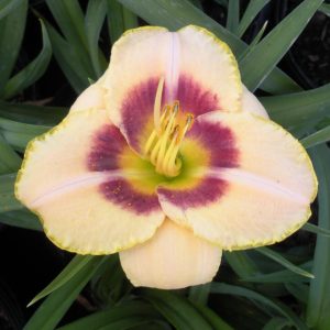 Hemerocallis 'Custard Candy' - Sásliliom