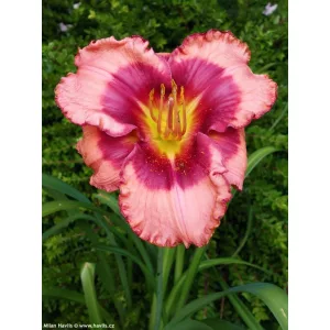 Hemerocallis Dan Mahony - Sásliliom