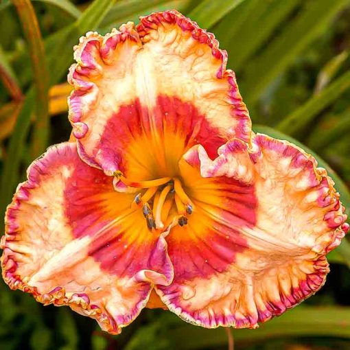 Hemerocallis Dancing Jubilee