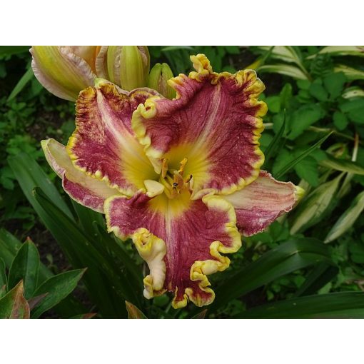 Hemerocallis Daria - Sásliliom