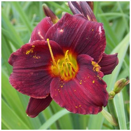 Hemerocallis Dark Avenger