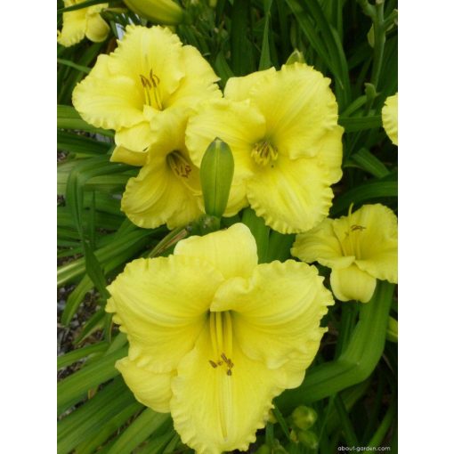 Hemerocallis Demetrius