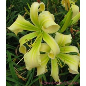 Hemerocallis Desert Icicle - Sásliliom