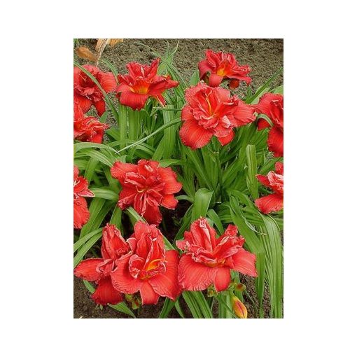 Hemerocallis Double Firecracker