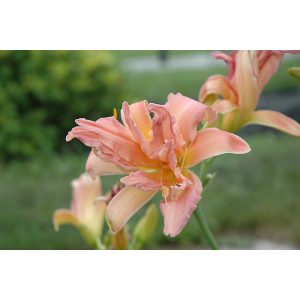 Hemerocallis Double Pompom - Sásliliom