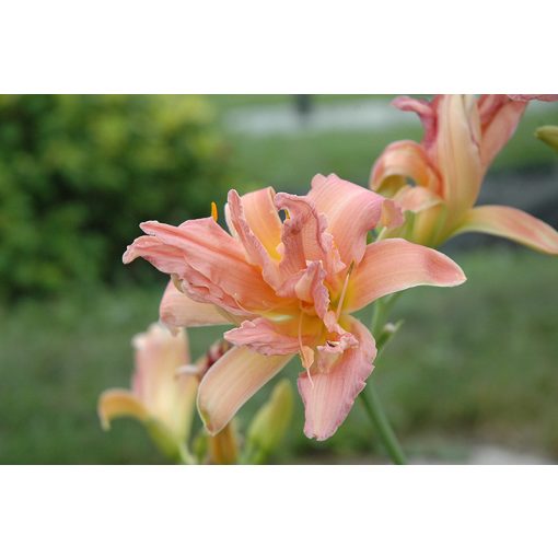 Hemerocallis Double Pompom - Sásliliom