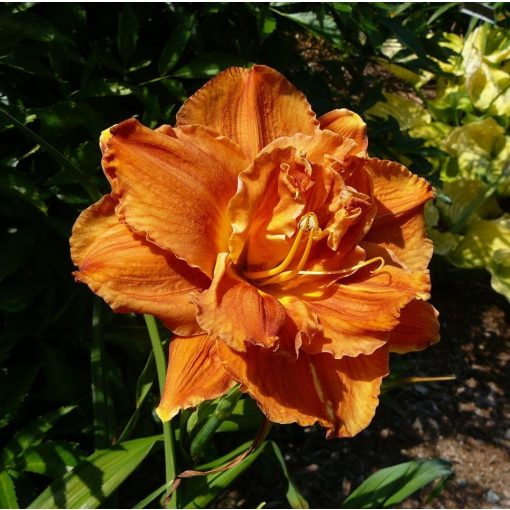 Hemerocallis Doublelicious - Sásliliom