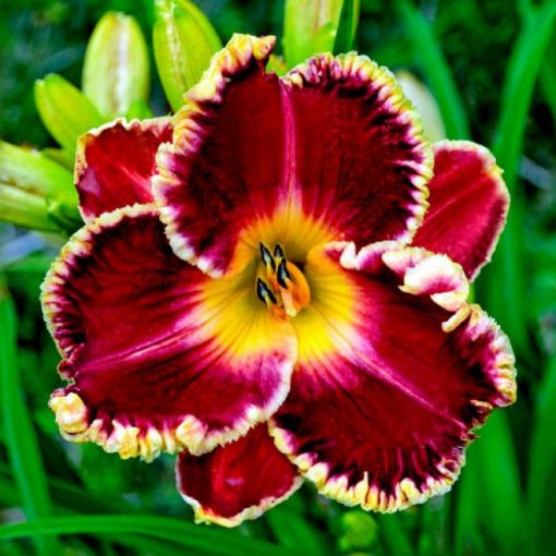 Hemerocallis Duke of Gascone