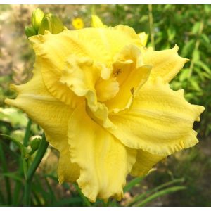 Hemerocallis Dynamis Duo - Sásliliom