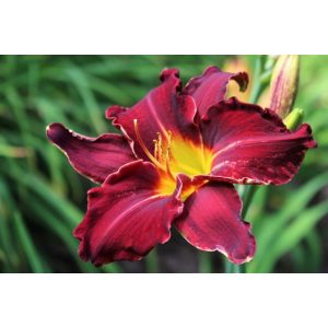 Hemerocallis Ed Murray