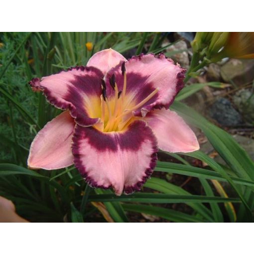 Hemerocallis Edge of Darkness