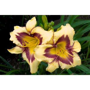 Hemerocallis 'El Desperado' - Sásliliom