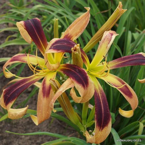 Hemerocallis Electric Lizard - Sásliliom