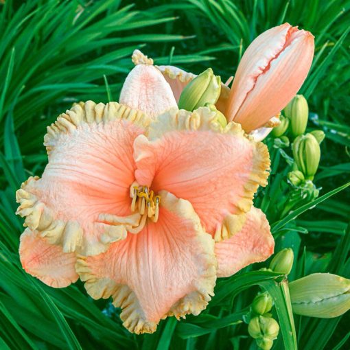 Hemerocallis Enchanted Forest