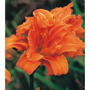 Hemerocallis Entendre - Sásliliom