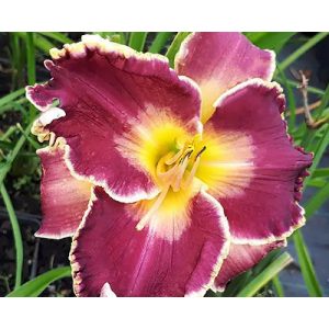 Hemerocallis Excellent