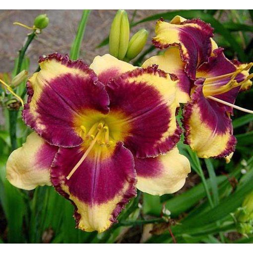 Hemerocallis Eye on America - Sásliliom