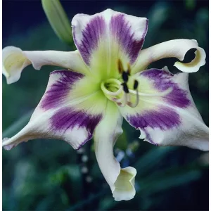 Hemerocallis Eyed Twister - Sásliliom