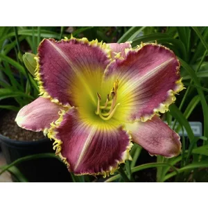 Hemerocallis Eyelash Viper