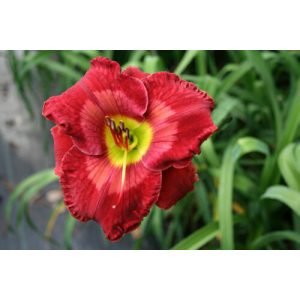 Hemerocallis Fabulous Freida - Sásliliom