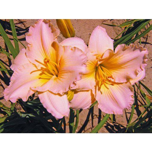 Hemerocallis Fairy Tale Pink