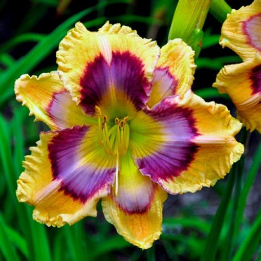 Hemerocallis Fancy Face