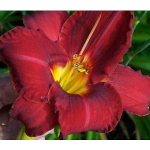 Hemerocallis Flamenco Queen - Sásliliom