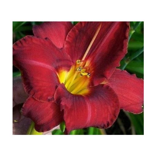 Hemerocallis Flamenco Queen - Sásliliom