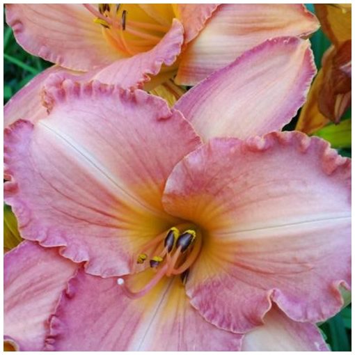 Hemerocallis Forsyth Tangerine Ruffles