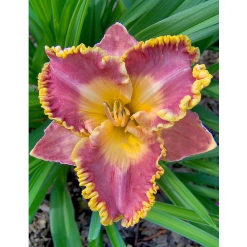 Hemerocallis French Lingerie