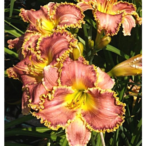 Hemerocallis Fringed Beauty - Sásliliom