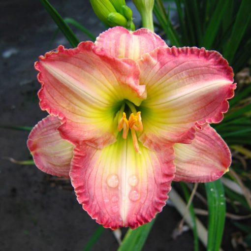 Hemerocallis Frosted Vintage Ruffle - Sásliliom