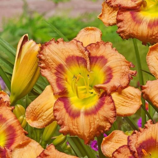 Hemerocallis Fruity Kiss - Sásliliom