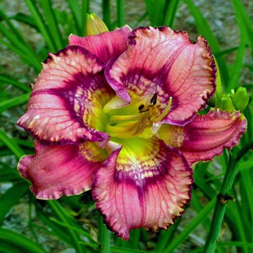 Hemerocallis Get Jiggy