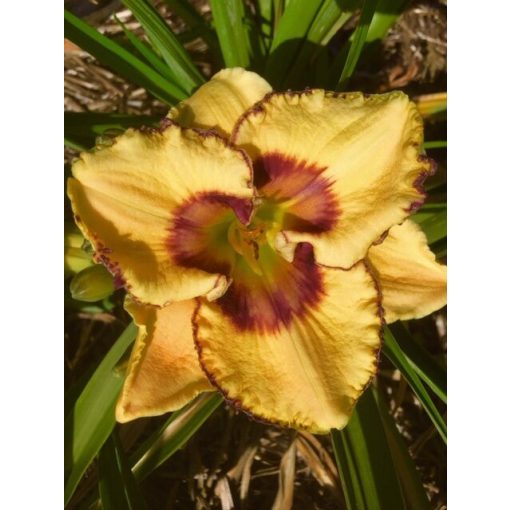 Hemerocallis Gilded Butterfly - Sásliliom