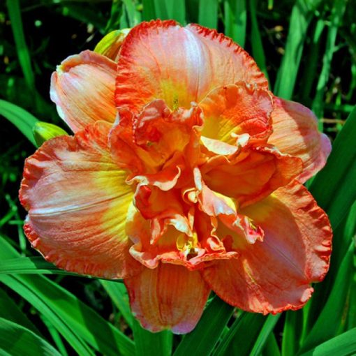 Hemerocallis Gladys Campbell