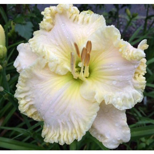 Hemerocallis Great White Dove