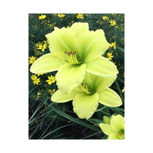 Hemerocallis 'Green Flutter' - Sásliliom