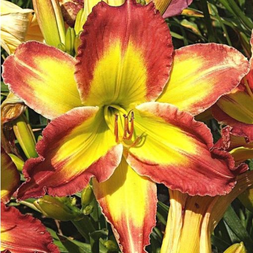 Hemerocallis Happy Clown - Sásliliom