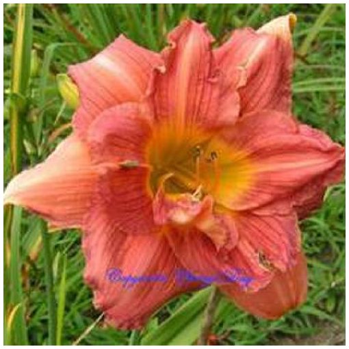 Hemerocallis Harem - Sásliliom