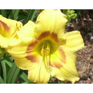 Hemerocallis Hazel